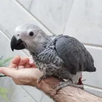 جوجه کاسکو