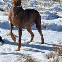 دوبرمن اصیل|سگ|اصفهان, نقش جهان|دیوار