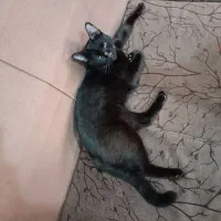 واگذاری گربه رایگان