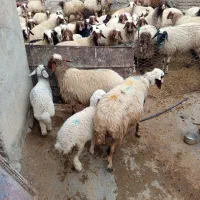 میش بره لری