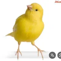 قناری