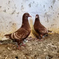 کبوتر|پرنده|شیراز, بازار|دیوار