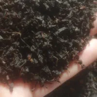 چای بهاره ممتاز 1404