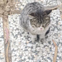 Dsh سه ماه و نیمه ماده و دوست داشتنی