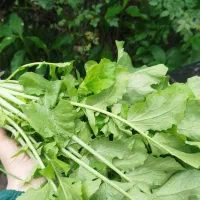ترب|خوردنی و آشامیدنی|فومن, |دیوار