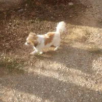 یک سگ پامر پا کوتاه