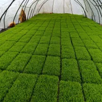 نشای برنج هاشمی درجه‌یک - آماده نشا