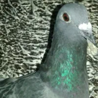 کفتر نر پلاکی قلدور|پرنده|گلبهار, شهر جدید گلبهار|دیوار