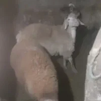 فروش بره نر