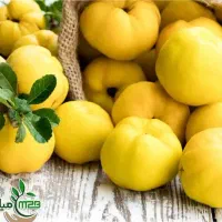 پیشفروش نهال به اونشاب|خدمات باغبانی و درختکاری|خرمدره, |دیوار