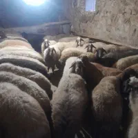 گوسفند‌داشتی