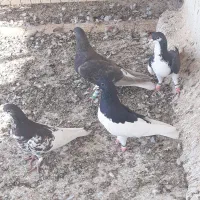 کبوتر شهری|پرنده|بوشهر, |دیوار