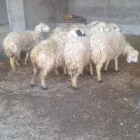 ۹راس کاورآبستن