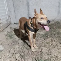 سگ دیانگورد آرژانتین پیتوبل|سگ|تولم شهر, |دیوار