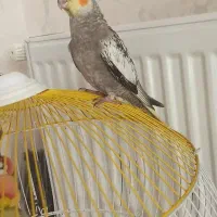 فروش یا معاوضه با قناری