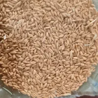 ۴تن گندم دیم وابی|خوردنی و آشامیدنی|اردل, |دیوار