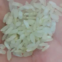 برنج کامفیروزی