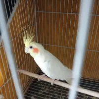 پرنده
