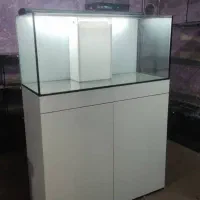 فروش و ساخت آکواریوم های ریملس برند blue ocean|ماهی|رشت, بلوار گیلان|دیوار
