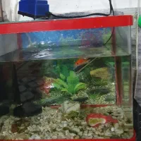 میز تلوزیون تنگ ماهی آکواریوم لباسشویی عروس هلندی