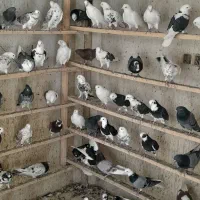 کفتر خوب هوایی از ۳۰۰ هزار داره تا ۷۰۰ تومن
