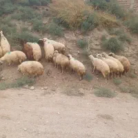 گوسفند جوان شکم دوم اول درجه یک مال یه خونه