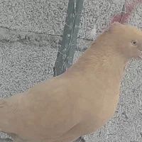کبوتر زیبا