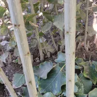 فروش نهال میوه و نهال کبوده و صنوبرنیگرا