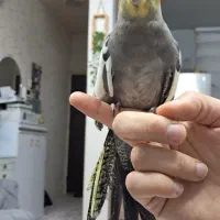 عروس هلندی نر فول رام سخنگو ماده هم کینگ سایز
