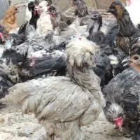 مرغ و خروس