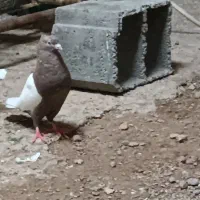 سینه|پرنده|شوش, |دیوار
