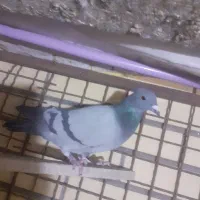 کفتر|پرنده|آباده, |دیوار