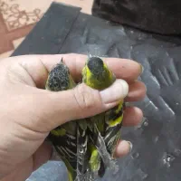 سهره زردوسهره اهوازی|پرنده|مشهد, نوید|دیوار