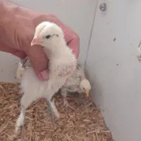 جوجه برهما