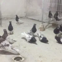 کبوتر کفتر کله سینه|پرنده|شوشتر, |دیوار