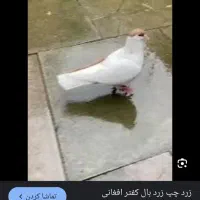 طوق هفت رنگ باخت رفته