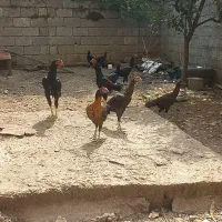 مرغ خروس لاری