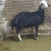 بره قوچ عتیقه