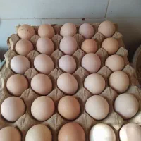 تخم مرغ