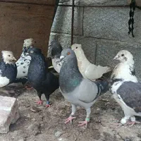 ۷ کبوتر نژادی