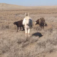 یه ولاغ فروشی هست