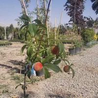 باغبانی وسمپاشی منطقه دماوند ومهراباد آبسرد|خدمات باغبانی و درختکاری|تهران, تهرانپارس غربی|دیوار