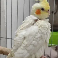 طوطی عروس لوتینو