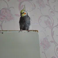 یک عدد عروس هلندی طوسی رنگ گمشده
