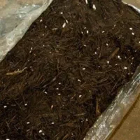 کود کمپوست قارچ