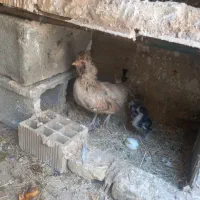 مرغ