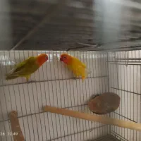 طوطی کوتوله