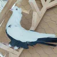 کفتر رنگی بهبهانی 4عدد نر