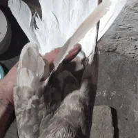 کفتر دم سفید ماده|پرنده|شهریار, شهرک بهاران (ویره)|دیوار