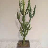 فروش انواع افوربیا،کاکتوس و گل گیاهان اپارتمانی|گل و گیاه طبیعی|کرج, شهرک اوج|دیوار